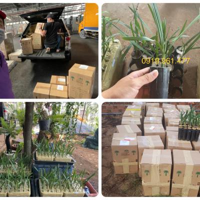 Chà là mô Red Barhee - 136